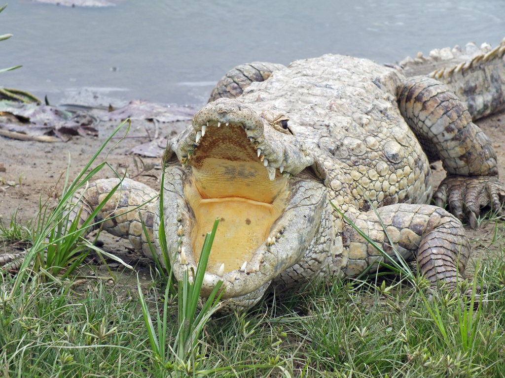 Paga Crocodile