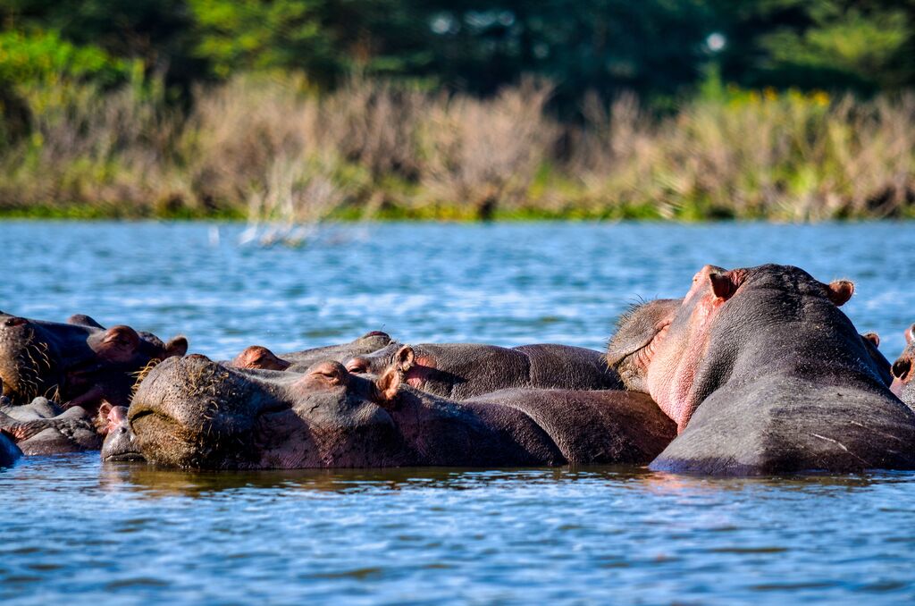 Hippos in water